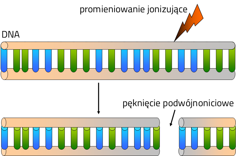Powstawanie podwójnoniciowych pęknięć DNA w wyniku działania promieniowania jonizującego